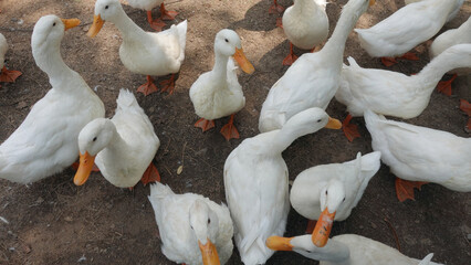 Obraz premium Group of ducks in a farm