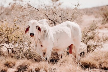 Cattle Grazing on Dry Grass Field Kimberley Western Australia Australian Outback Station