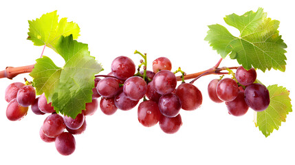 Fototapeta premium Grapes, transparent picture