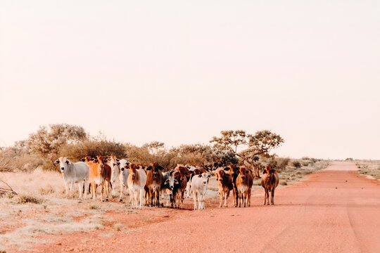 A Herd of Cattle Grazing on Dry Grass Field Kimberley Western Australia Australian Outback Desert Station Cows Bulls Calves