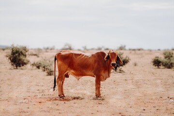 Fototapeta premium Cattle Grazing on Dry Grass Field Kimberley Western Australia Australian Outback Station