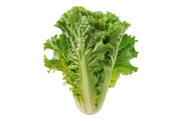 Escarole isolated on white background
