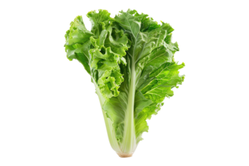 Escarole isolated on white background