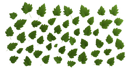Fototapeta premium transparent background leaves