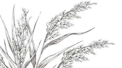 Oryza field grain crop. Farm cereal rice plant 