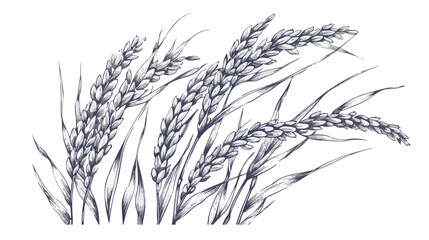 Oryza field grain crop. Farm cereal rice plant 