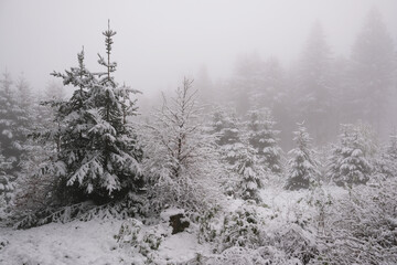 Obraz premium Wald nach Wintereinbruch im Frühjahr, Thüringer Wald, Deutschland