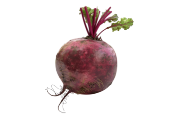 Fresh beet isolated on white background