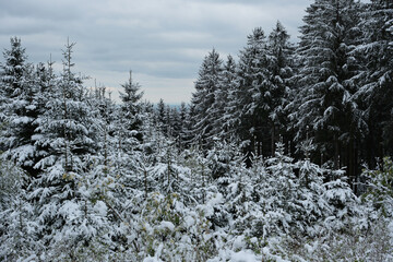 Wald nach Wintereinbruch im Frühjahr, Thüringer Wald, Deutschland