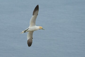 Northern Gannet in flight against blue sea