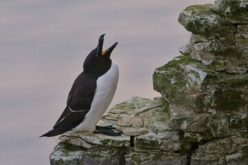 Razorbill at Bempton Cliffs