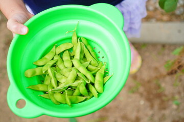 庭で収穫した枝豆