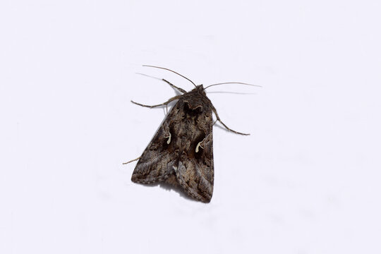 Closeup Silver Y (Autographa gamma), a migratory moth of the family Noctuidae. Isolated on a white background. Spring, May, Netherlands	  