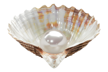 Shiny white pearl in shell isolated on white background