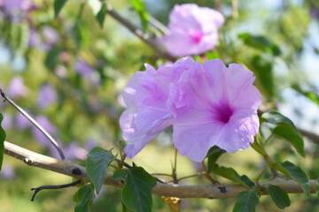 Fototapeta premium Ipomoea carnea, Ipomoea carnea, the pink morning glory is a species of morning glory that grows as a bush, A close view of Ipomoea carnea flower in nature, Chakwal, Punjab, Pakistan