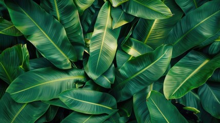 The contrast of green flag leaves as a backdrop