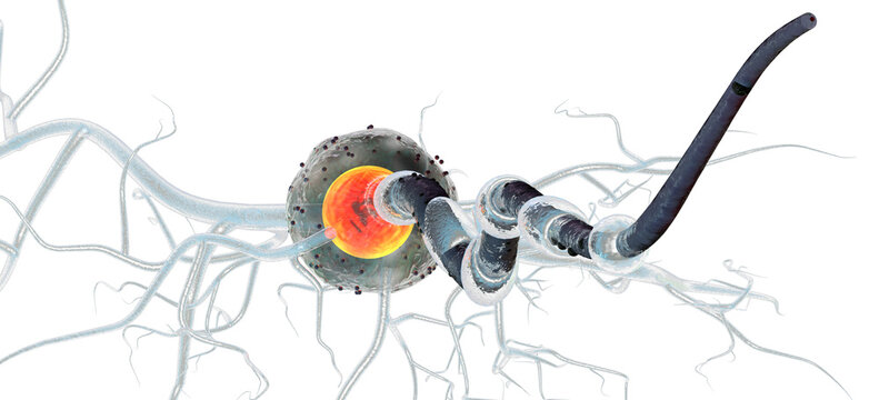 Supportive tissue of the nervous system. Neuron structure. Neuron, astrocyte (glial cell), oligodendrocytes, axon. Transparent background png 