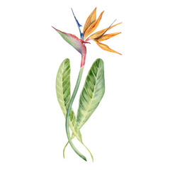 Obraz premium Strelitzia flower with tropical leaves. Bird of Paradise plant. Floral composition for postcards, logos, fashion and cosmetic packages. Hand drawn watercolor illustration on transparent background