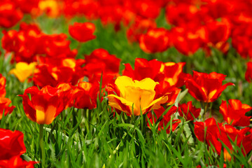 Wild Red Data Book tulips Greig in the fields of Kazakhstan. Spring flowers under the rays of sunlight. Beautiful landscape of nature. Hi spring. Beautiful flowers on a green meadow.