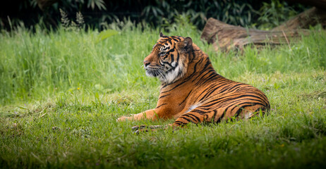 Naklejka premium Tiger lying down in the grass.