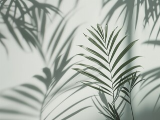 Palm leaves casting intricate shadows on a light background, creating a serene and natural atmosphere.