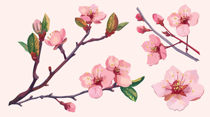 Realistic sakura hand drawn Four with buds flowers