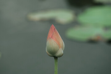 Lotus flowers in Ho Chi Minh City