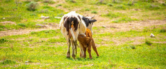 A cow and a newborn calf graze on a pasture in a green meadow. The concept of animal husbandry and organic food.