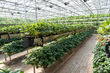 green rows of strawberry plants cultivated in two-level elevated platform containers showing smart idea of organic eco-friendly urban gardening