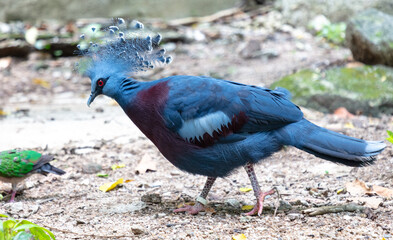 Portrait of a tropical pigeon