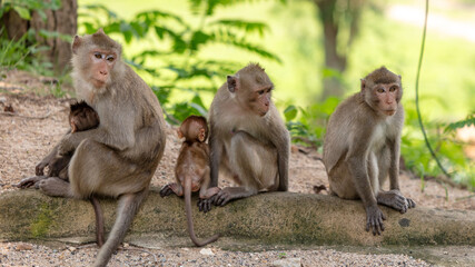Naklejka premium Monkey with baby in tropical park