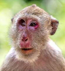 Monkey outdoors in a tropical park