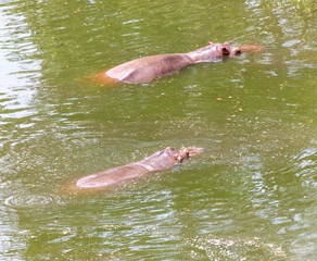 Fototapeta premium Two hippos swim in the lake