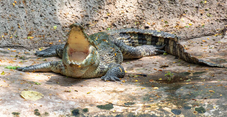 The crocodile opened its mouth in the park