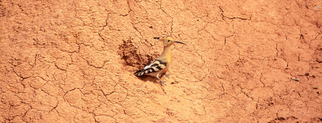 Eurasian hoopoe, Upupa epicus, sitting on the Charyn Canyon, nest on red clay.
