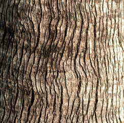 Palm bark as an abstract background. Texture