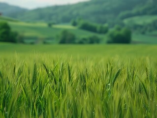 Fototapeta premium Lush green field of wheat in the countryside