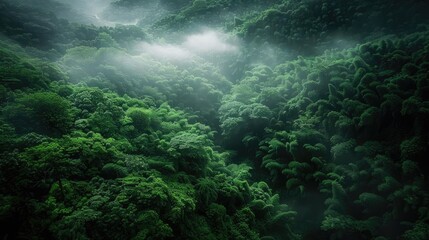Obraz premium Aerial view of lush, misty rainforest, dense green foliage, and rolling hills enveloped in ethereal fog, creating a serene, untouched wilderness.