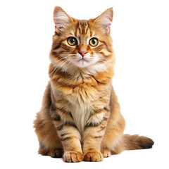 cat against transparent background