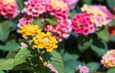 Lantana  blooms in a variety of colors. Lantana camara