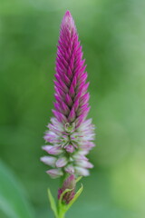 メルヘンチックなケイトウ