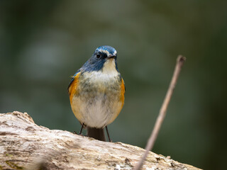 森の中で枯れ木に留まっているルリビタキの雄