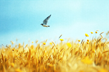 A bird flies over a field of wheat while the sun shines brightly.