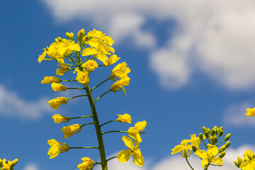 Blooming canola field and blu sky with stormy clouds