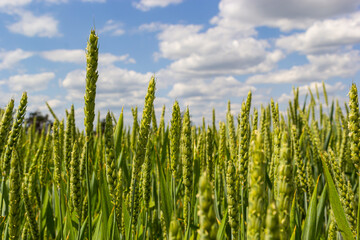 Macro close up of fresh young ears of young green wheat in spring summer field. Free space for text. Agriculture scene