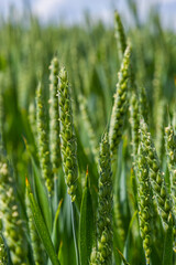 Green wheat field. Green background with wheat. Young green wheat seedlings growing on a field. Agricultural field on which grow immature young cereals, wheat