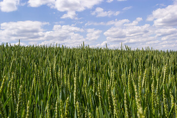 Green wheat field. Green background with wheat. Young green wheat seedlings growing on a field. Agricultural field on which grow immature young cereals, wheat