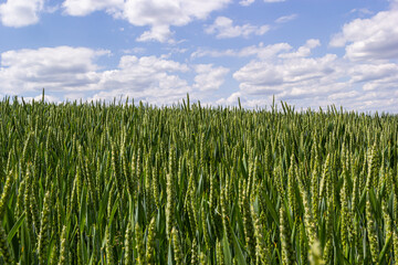 Green wheat field. Green background with wheat. Young green wheat seedlings growing on a field....