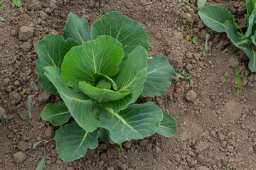 young cabbage sprout on the vegetable bed