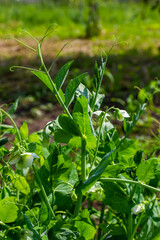 Pea plant flower. Green pea plants in sunlight